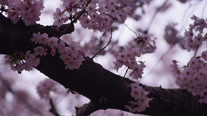 170321_cherry blossom5_in.jpg